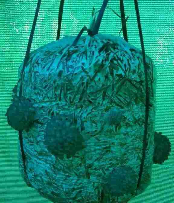 Mushroom Supplier jalpaiguri Mushroom Supplier jalpaiguri